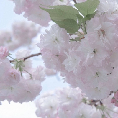 Furry插画笔刷运用福瑞交流群